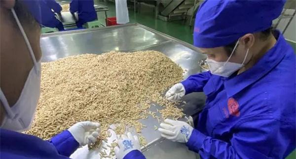 如何炮制加工麦冬