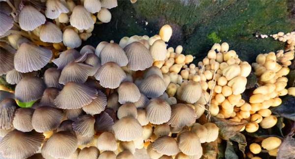 灵芝鬼伞为害症状