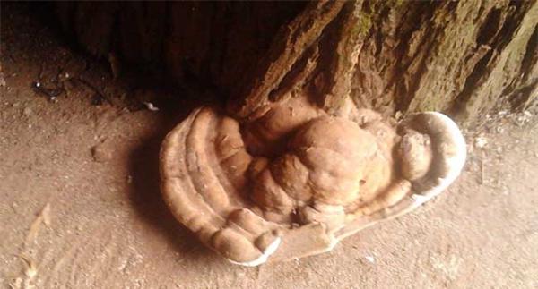 灵芝长在什么地方