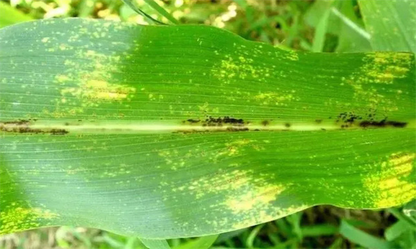 玉米褐斑病病原菌是什么