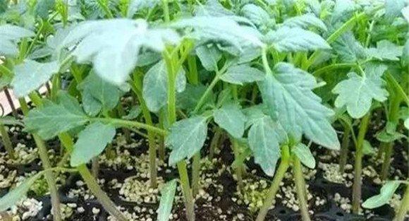 番茄无土栽培的苗期管理技术