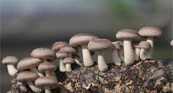 香菇的接种管理要点