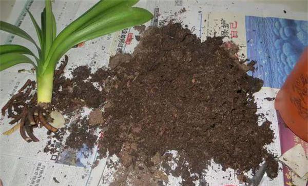 多菌灵土壤消毒方法