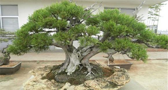 柏树种植技术
