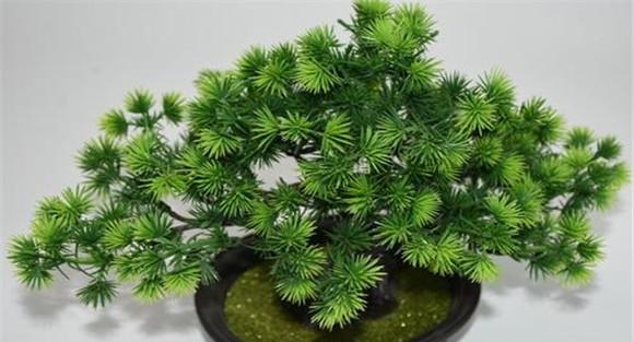 柏树盆景如何审树定势