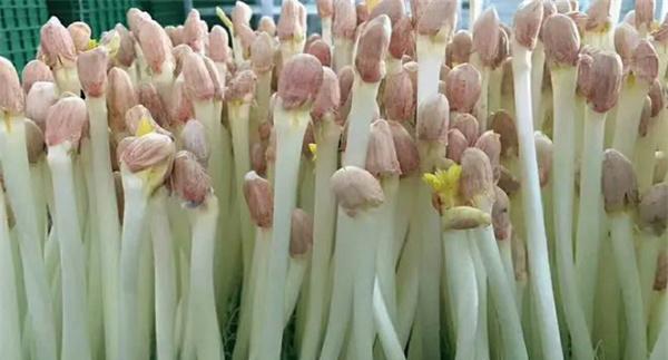 花生芽苗菜生产培育技术