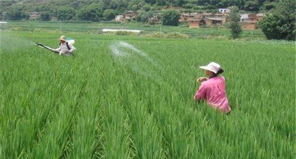 优质水稻防治病虫害应做到哪五优