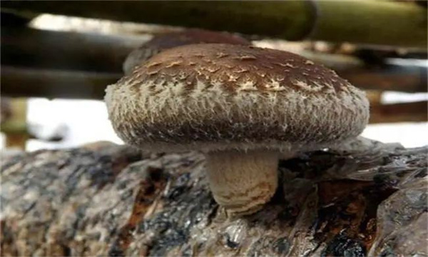 香菇褐腐病防治方法