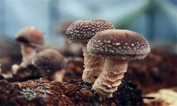 香菇褐腐病的发生与危害
