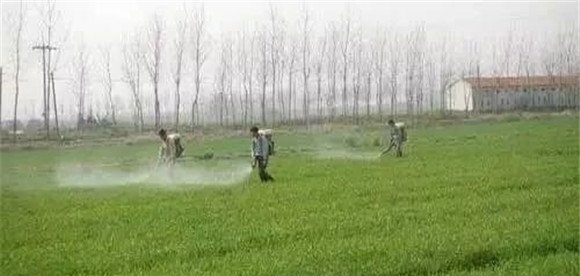 春季麦田化学除草的四个注意事项