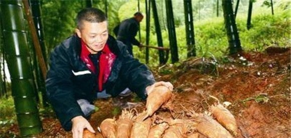 冬笋的采挖时间