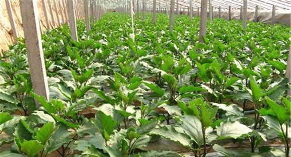 茄子的定植管理