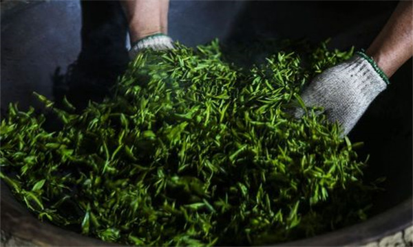 绿茶杀青的目的