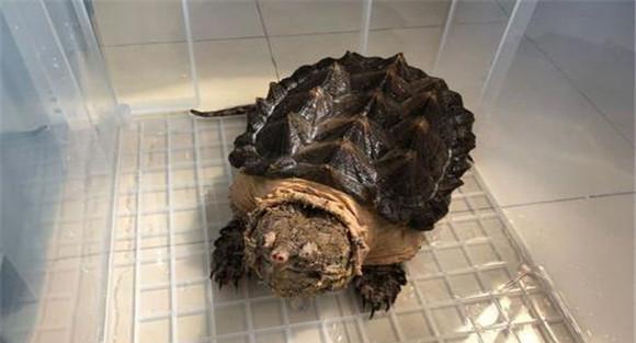 鳄鱼龟冬天会不会冬眠