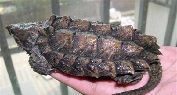 鳄鱼龟怎么养才好