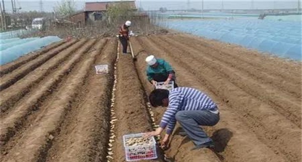 生姜大棚栽培与一般露地或地膜栽培有何不同