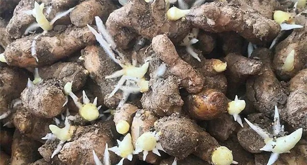 加温催芽