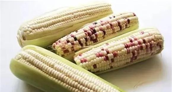 糯玉米和普通玉米有什么区别