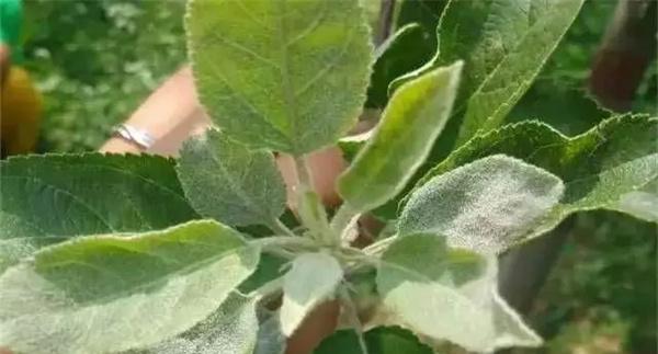 苹果早期落叶病的防治方法