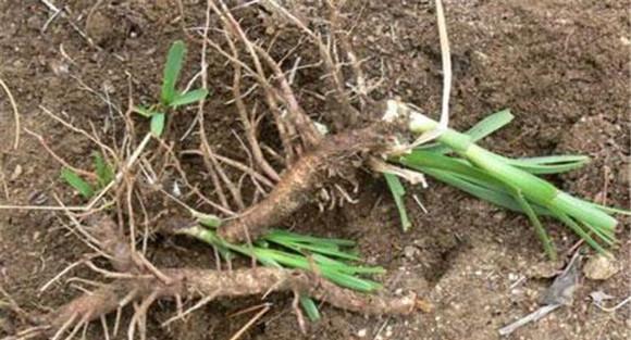 知母的产地是哪里 知母栽培种植技术要点