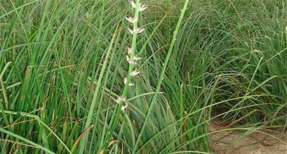 知母栽培种植技术要点