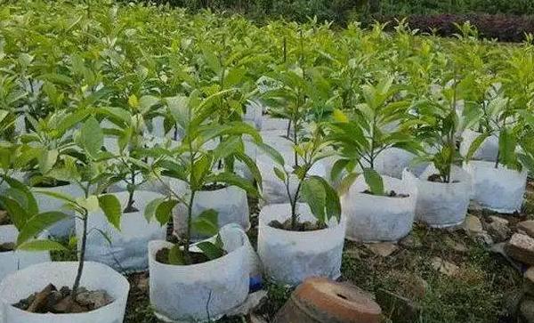 无纺布种植袋能用多久