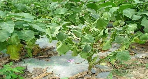 茄子青枯病怎样防控