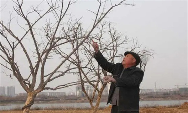 石榴树冬季修剪的技术要求有哪些