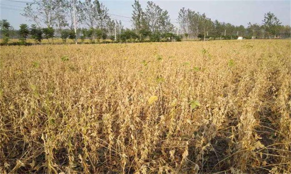 大豆倒伏的原因
