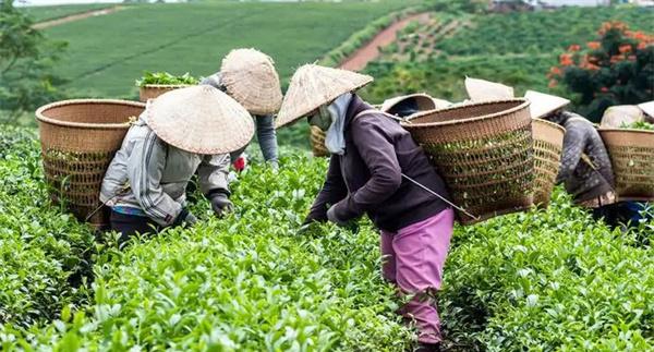 衡量茶树鲜叶质量好坏的指标
