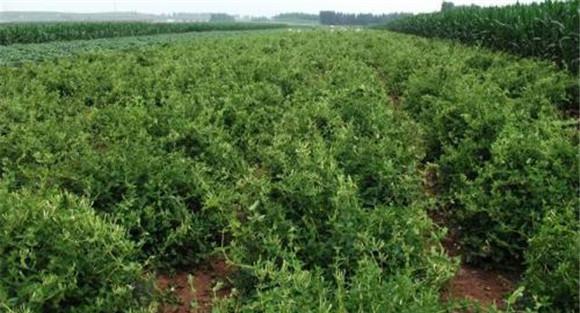 金银花管理与栽培须知 金银花追肥技术