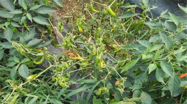 辣椒的种植的方法与技术要点