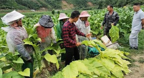 烟叶采收时间和方法
