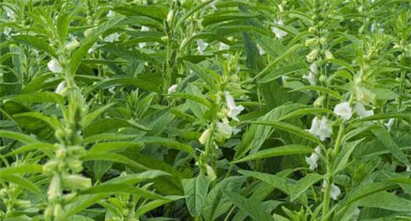 芝麻害虫防冶方法 用什么药