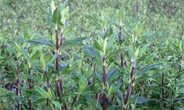 龙胆草的生物学特性