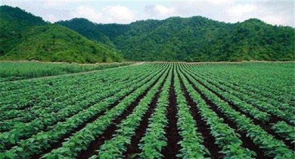 种植好绿豆有哪四大措施