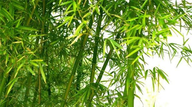 桂竹的生态习性及其变种、变型及品种