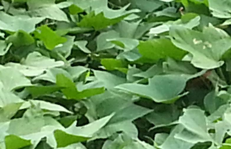 甘薯种植
