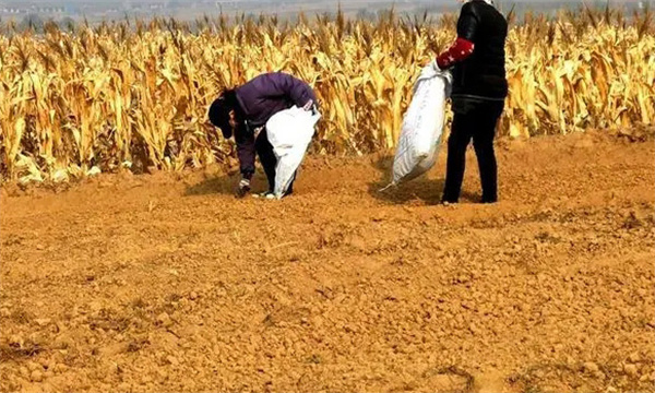 柴胡的种植技术与管理方法
