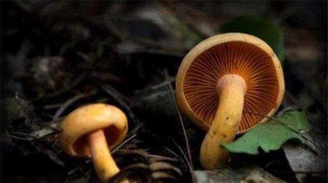 枞树菌对温度条件的要求