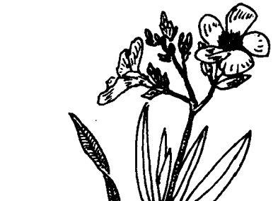 其他果树种植方法