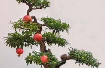 花卉养殖方法