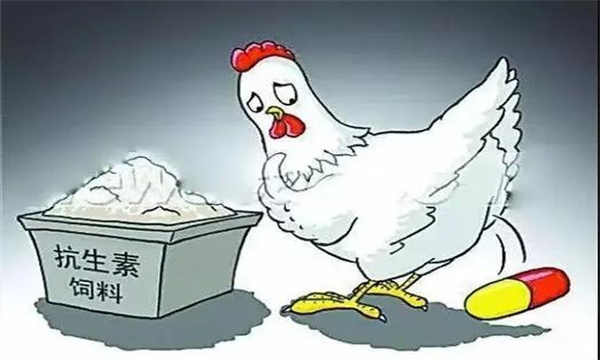 为什么在饲料中禁止使用抗生素