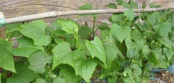 合掌瓜的水肥管理方法