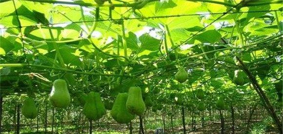 合掌瓜怎样进行水肥管理