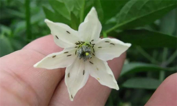 花蓟马的为害症状与发生规律