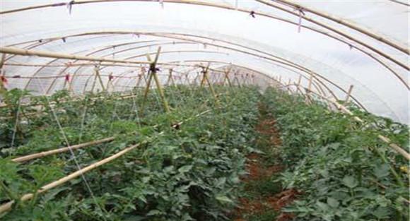 蔬菜大棚使用除草剂要注意的几个问题