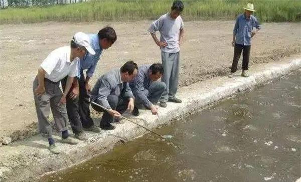 前期以肥水为主