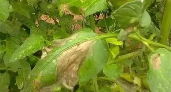 蔬菜晚疫病的发病规律