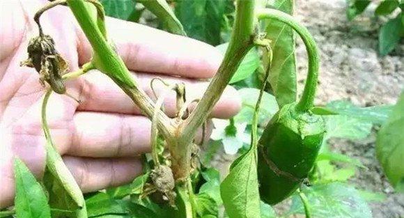 辣椒疫病防治方法